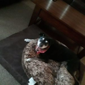 Meet your Posher, Donna